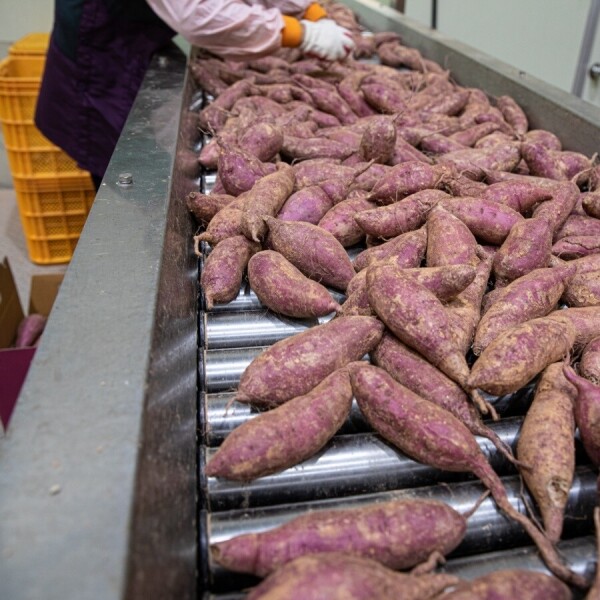 메디앙스 공식몰 아이맘,[무료배송] 동김제농협 못난이 햇 꿀 고구마 3kg